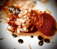 bed bugs and eggs Find It K9 Detection NC Bed Bug Detection Exterminating