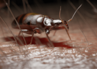 3d version of bed bug on skin Find It K9 Detection NC SC Bed Bug Detection and Extermination