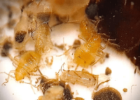 Find It K9 Detection NC SC Bed Bug Detection Exterminator