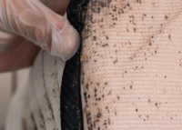 bed bugs in mattress Find It K9 Detection NC SC Bed Bug Detection Exterminator bed bug bites