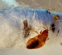 Bed Bugs Find It K9 Detection NC SC Bed Bug inspection and detection