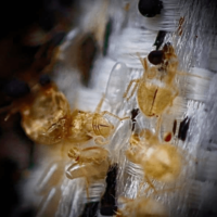 close up of bed bugs Find It K9 Detection NC Bed Bug Detection bed bug K9