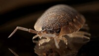 Close up of bed bug Find It K9 Detection NC SC Bed Bug Detection Exterminator Pest control